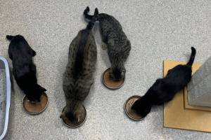 Mama Mona, Lakshmi, Georgia and Lil Stripe (Photo courtesy of Alaska Mindful Paws)