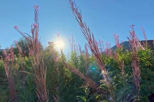 Photo by Kat Sorensen 
Fireweed in Seward, Alaska.