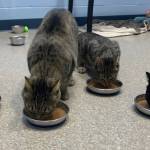 Mama Mona, Lakshmi, Georgia and Lil Stripe (Photo courtesy of Alaska Mindful Paws)