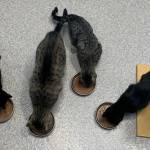 Mama Mona, Lakshmi, Georgia and Lil Stripe (Photo courtesy of Alaska Mindful Paws)