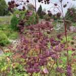 Thalictrum seed heads are just waiting to make way too many seedlings. (Photo by Rosemary Fitzpatrick)