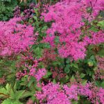 Filipendula kehome is just starting to offer fall color in the garden. (Photo by Rosemary Fitzpatrick)