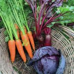 Carrots, beets, red cabbage are on their way to the kitchen. (Photo by Rosemary Fitzpatrick)