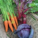 Photos by Rosemary Fitzpatrick 
Carrots, beets, red cabbage are on their way to the kitchen.