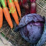 Carrots, beets, red cabbage are on their way to the kitchen. (Photo by Rosemary Fitzpatrick)