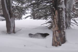 Photo by Kris Inman 
A radio-tagged wolverine moves across the Greater Yellowstone.
