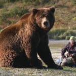 A still from Der baer in mir (the Bear in Me) showing at the 17th annual Homer Documentary Film Festival. (Photo provided)