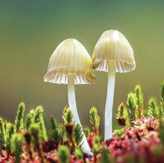A still from Fantastic Fungi, showing at the 17th annual Homer Documentary Film Festival. (Photo provided)