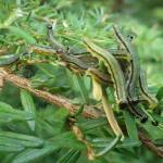 This July 2019 photo shows hemlock sawfly larvae. The larvae are among defoliating insects native to Southeast Alaska. (Courtesy Photo / U.S. Forest Service Alaska Region)