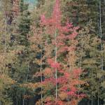 Aspen trees offer a spot of red on Saturday, Sept. 11, 2021, at the Hidden Lake Campground in the Kenai National Wildlife Refuge near Sterling, Alaska. (Photo by Michael Armstrong/Homer News)