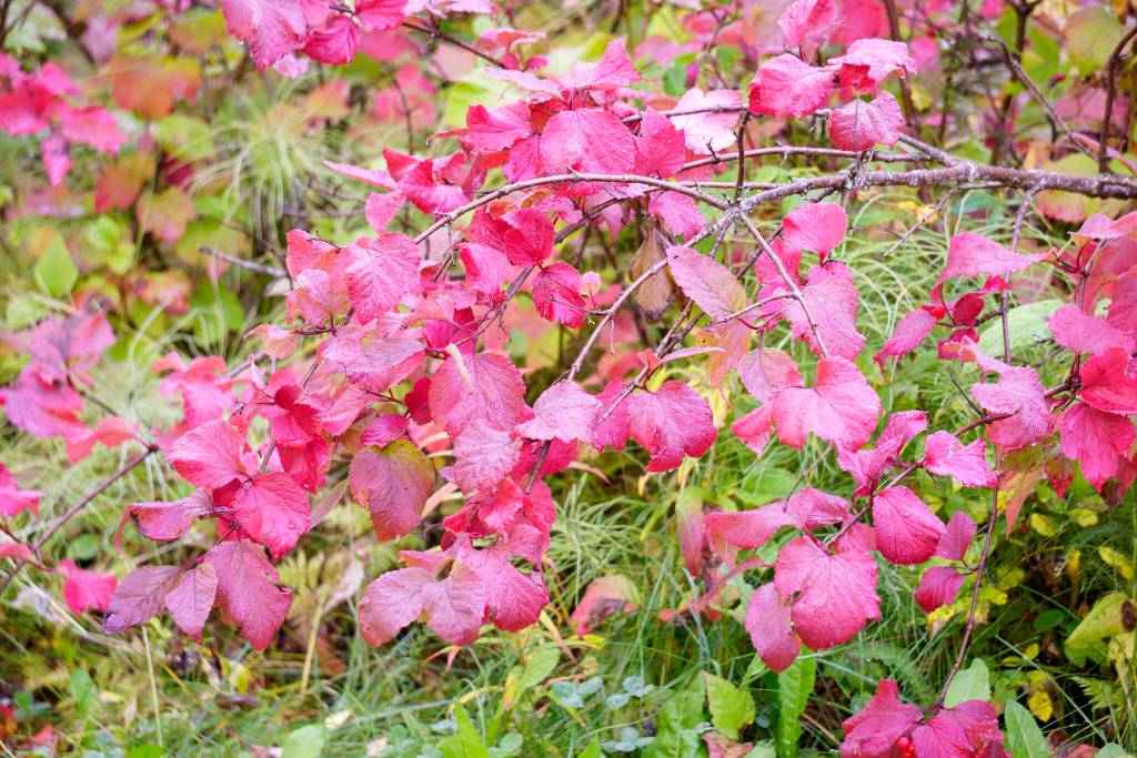 Currant bushes offer the colors of New England maple trees on Saturday, Sept. 11, 2021, at the Hidden Lake Campground in the Kenai National Wildlife Refuge near Sterling, Alaska. (Photo by Michael Armstrong/Homer News)