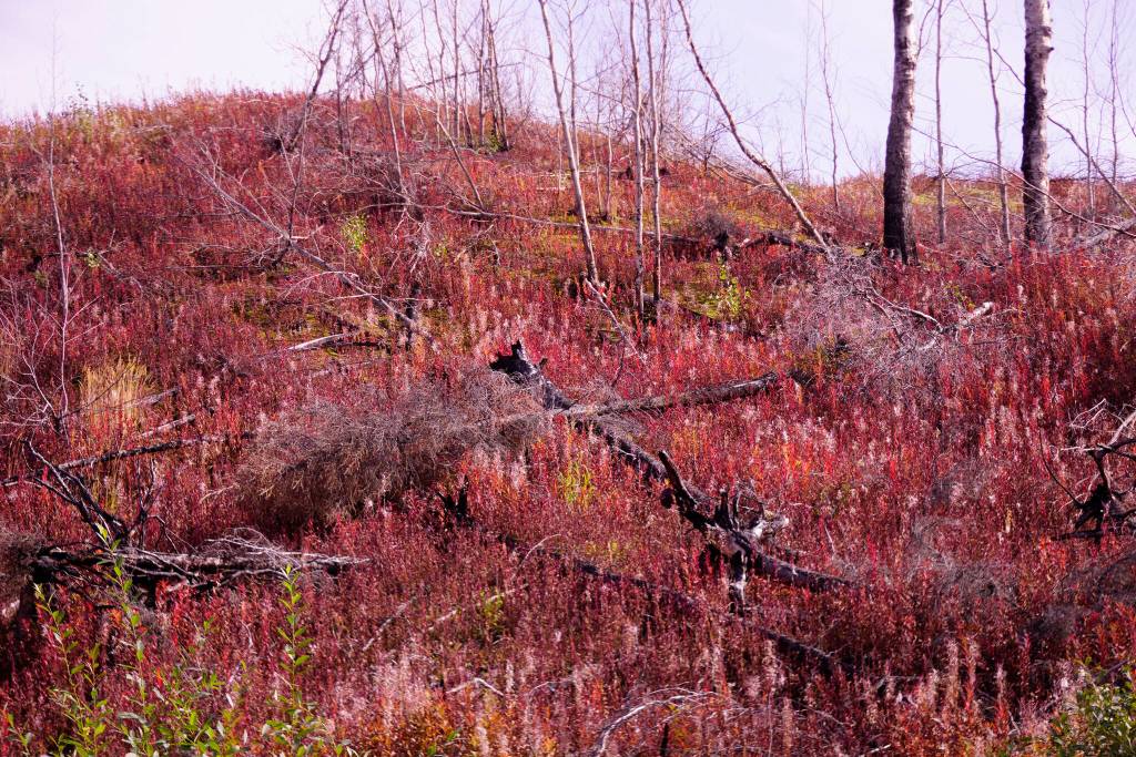 Fireweed past its bloom contrasts with a burned area along the Skilak Lake Road on Saturday, Sept. 11, 2021, near Sterling, Alaska. (Photo by Michael Armstrong/Homer News)
