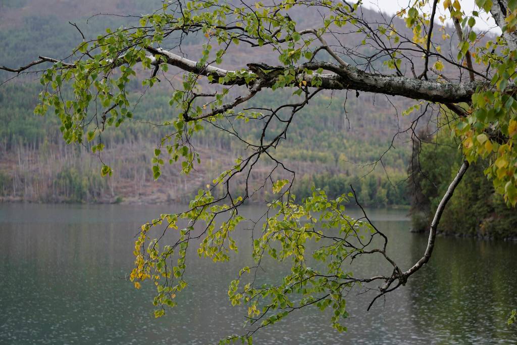 Birch trees have just begun to turn yellow on Friday, Sept. 10, 2021, at the Hidden Lake Campground in the Kenai National Wildlife Refuge near Sterling, Alaska. (Photo by Michael Armstrong/Homer News)