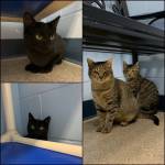 Mama Mona, Lakshmi, Georgia and Lil Stripe (Photo courtesy of Alaska Mindful Paws)