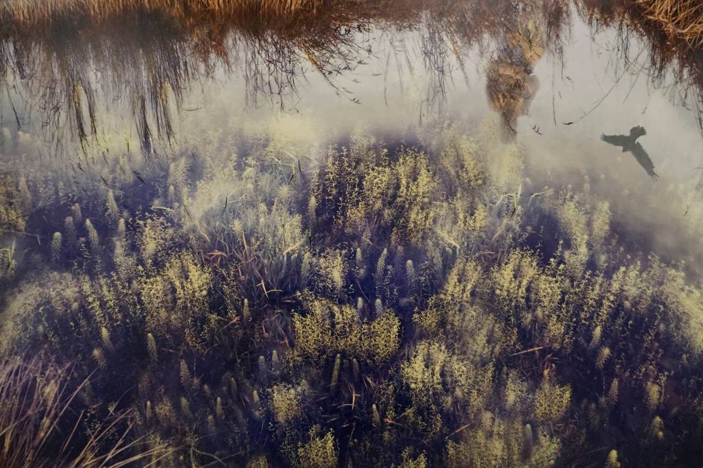 Kim Terpenings Wetands Daydream is part of the Homer Drawdown Peatland exhibit showing at the Pratt Museum & Park through Oct. 10, 2021, in Homer, Alaska. (Photo by Michael Armstrong/Homer News)