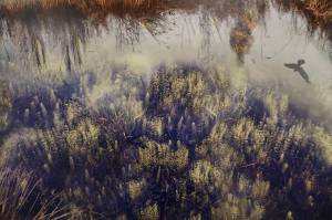 Kim Terpening's "Wetands Daydream" is part of the Homer Drawdown Peatland exhibit showing at the Pratt Museum & Park through Oct. 10, 2021, in Homer, Alaska. (Photo by Michael Armstrong/Homer News)