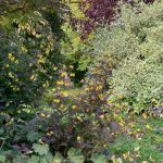 Lysimachia purpureas yellow blooms glimmer in the fall light. (Photo by Rosemary Fitzpatrick)
