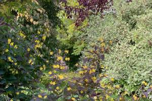 Lysimachia purpurea’s yellow blooms glimmer in the fall light. (Photo by Rosemary Fitzpatrick)