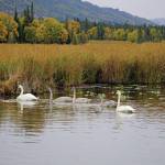 A family of trumpeteer swans feeds in Beluga Lake on Friday, Sept. 24, in Homer. The gray swans, called cygnets, were born and raised this summer. (Photo by Michael Armstrong/Homer News)