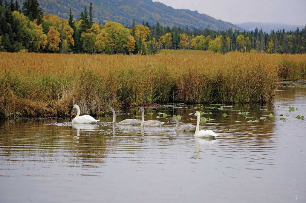 A family of trumpeteer swans feeds in Beluga Lake on Friday, Sept. 24, in Homer. The gray swans, called cygnets, were born and raised this summer. (Photo by Michael Armstrong/Homer News)