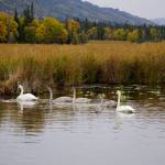 A family of trumpeteer swans feeds in Beluga Lake on Friday, Sept. 24, 2021, in Homer, Alaska. The gray swans, called cygnets, were born and raised this summer. (Photo by Michael Armstrong/Homer News)
