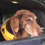Allie, the 14-year-old chocolate lab who helped rescue Thunder from the ravine, rests after being reunited with her owner, Elise Boyer. (Photos by Donna Faulkner, Elise Nacht Boyer and Janet Fink)