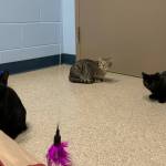 Lakshmi, Georgia and Alistair (Photo courtesy of Alaska Mindful Paws)