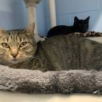 Mona (Photo courtesy of Alaska Mindful Paws)