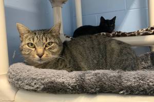 Mona (Photo courtesy of Alaska Mindful Paws)