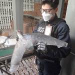 Courtesy photo / U.S. Coast Guard
A U.S. Coast Guard Cutter Bertholf boarding team member holds a shark fin while aboard a foreign vessel, Sept. 23, 2021.