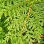 Scaly, pale green leaves of a yellow cedar near Sitka, Alaska. (Photo by M. Goff http://www.sitkanature.org/)