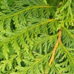 Scaly, pale green leaves of a yellow-cedar near Sitka, Alaska. (Photo by M. Goff http://www.sitkanature.org/)