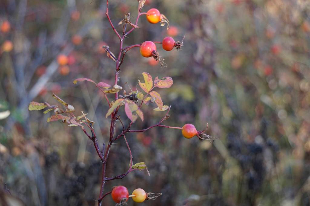 Rose hips are just coming to fruit as seen from a trail in the Cottonwood-Eastland Unit of Kachemak Bay State Park off East End Road on Sunday, Oct. 3, 2021, near Homer, Alaska. (Photo by Michael Armstrong)