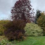 Mock orange, Shuberts Red, mountain ash, red twigged dogwood and Miss Kim lilac, all successfully blend their fall colors. (Photo by Rosemary Fitzpatrick)
