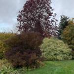 Mock orange, Shubert’s Red, mountain ash, red twigged dogwood and Miss Kim lilac, all successfully blend their fall colors. (Photo by Rosemary Fitzpatrick)