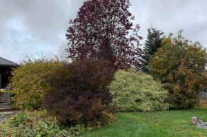 Mock orange, Shubert’s Red, mountain ash, red twigged dogwood and Miss Kim lilac, all successfully blend their fall colors. (Photo by Rosemary Fitzpatrick)