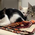 Myrna, Paxson and Marcel (Photo courtesy of Alaska Mindful Paws)