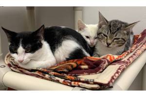 Myrna, Paxson and Marcel (Photo courtesy of Alaska Mindful Paws)