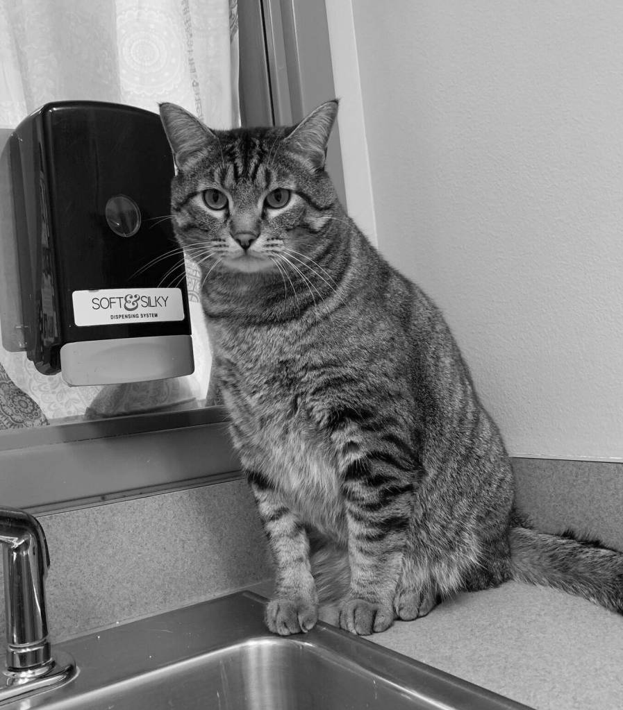 Photo courtesy of Alaska Mindful Paws 
Willie