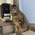 Willie (Photo courtesy of Alaska Mindful Paws)