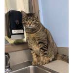 Willie (Photo courtesy of Alaska Mindful Paws)