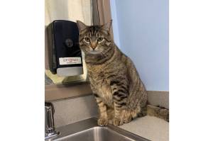 Willie (Photo courtesy of Alaska Mindful Paws)