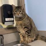 Willie (Photo courtesy of Alaska Mindful Paws)