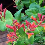 Dropmore honey suckle trellised on the west wall and making the most of it. (Photo by Rosemary Fitzpatrick)