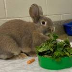 Mac (Photo courtesy of Alaska Mindful Paws)