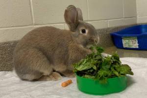 Mac (Photo courtesy of Alaska Mindful Paws)