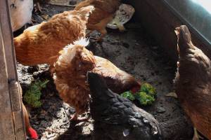Ashlyn OHara / Peninsula Clarion
A chicken eats kale inside of a chicken house at Diamond M Ranch on April 1 off Kalifornsky Beach Road. The ranch receives food scraps from the public as part a community program aimed at recovering food waste and keeping compostable material out of the landfill.