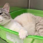 Laramie (Photo courtesy of Alaska Mindful Paws)