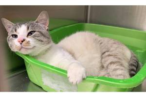 Laramie (Photo courtesy of Alaska Mindful Paws)