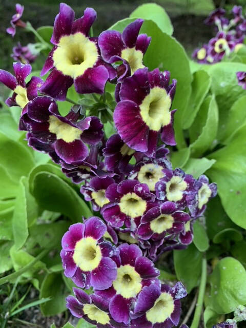 A photo from the Kachemak Gardener's 2021 season. (Photo by Rosemary Fitzpatrick)